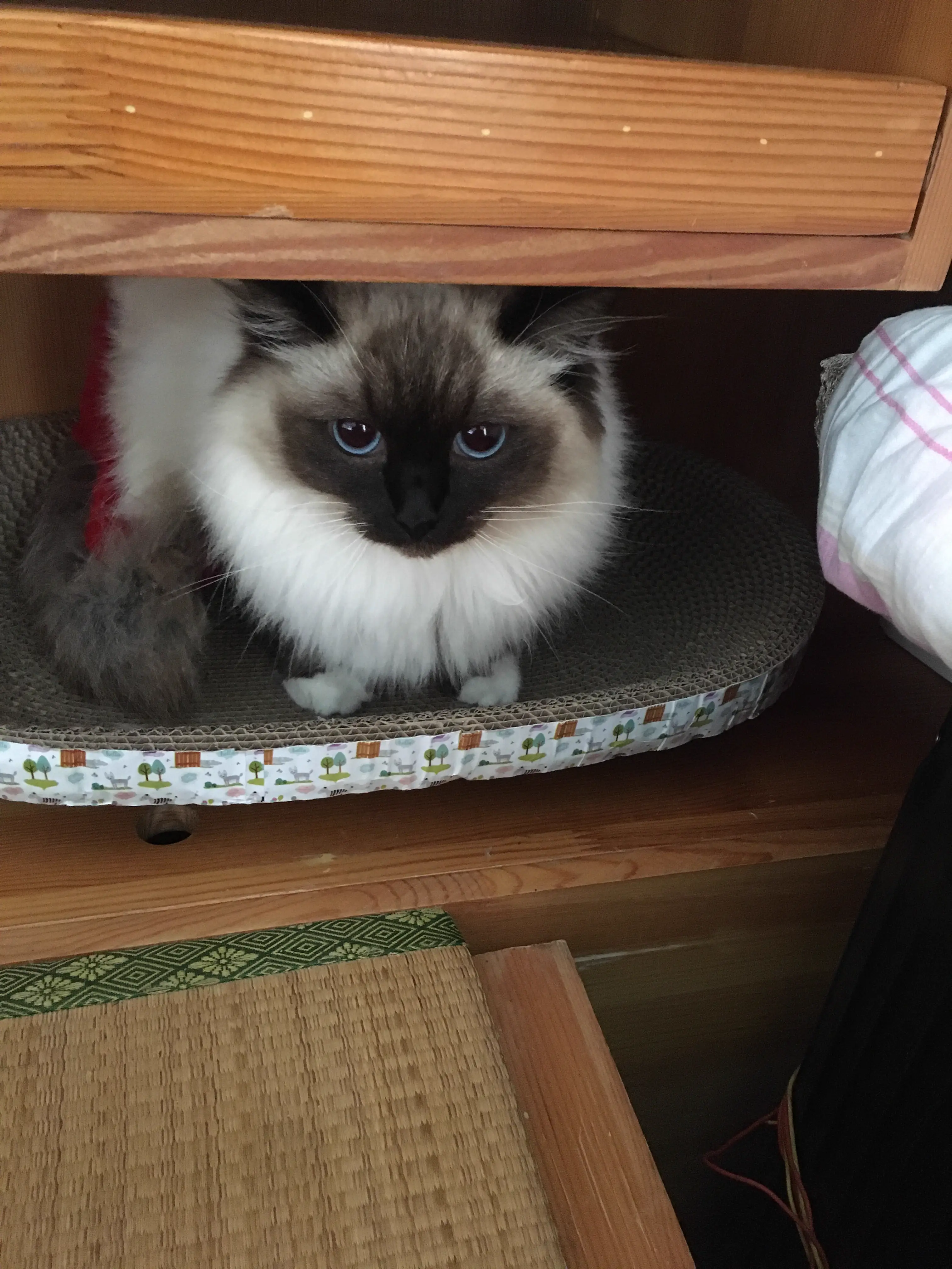 Cat!